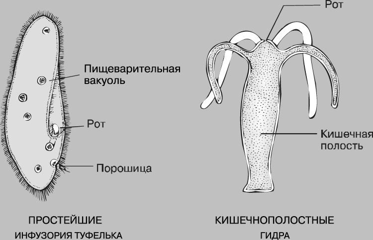 Как зайти на кракен в тор браузере